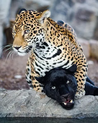 Фронтальный Вид Ягуара (Panthera Onca) Фотография, картинки, изображения и  сток-фотография без роялти. Image 34383914