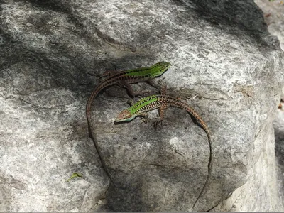 Изменение окраски прыткой ящерицы (Lacerta agilis) - Герпетофауна Поволжья