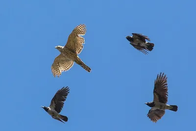 Ястреб-перепелятник (Accipiter nisus)