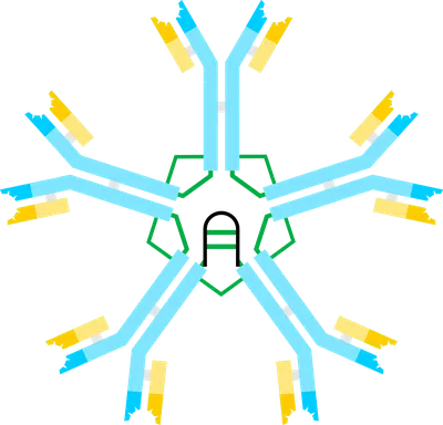 Immunoglobulin M - Wikipedia