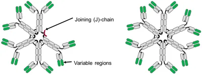 Immunoglobulin M (IgM)