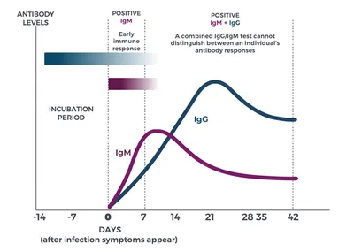 Frontiers | Immunoglobulin M: An Ancient Antiviral Weapon – Rediscovered