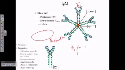 Antibodies IgM Pentamer Sticker – Cell Cartoons