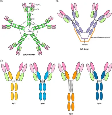 High-resolution structures of the IgM Fc domains reveal principles of its  hexamer formation | PNAS