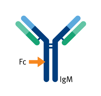 Antibodies | Free Full-Text | Structure, Function, and Therapeutic Use of  IgM Antibodies