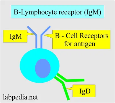 Immunoglobulin M Antibody - an overview | ScienceDirect Topics