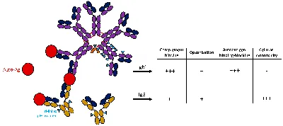 Schematic structure of IgM. (A) Monomeric IgM is composed of two... |  Download Scientific Diagram