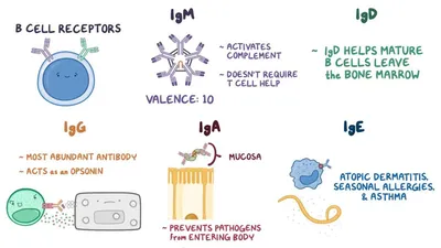 Researchers find that IgM antibody could protect against HIV-1