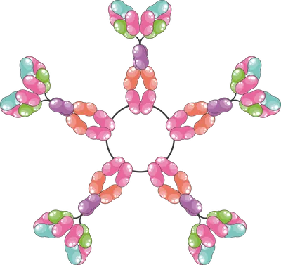 Structure, Function, and Therapeutic Use of IgM Antibodies