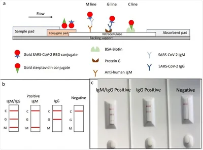 Measurement of Pre-Existing IgG and IgM Antibodies against Polyethylene  Glycol in Healthy Individuals | Analytical Chemistry