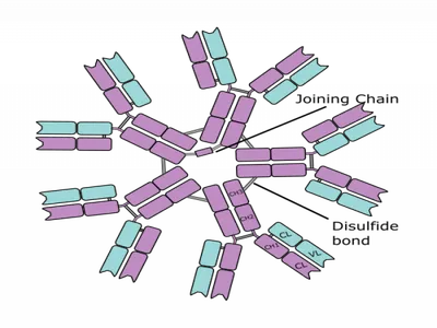 Immune system - IgA, IgG, IgM | Britannica