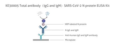 Immunoglobulins - IgM - Servier Medical Art