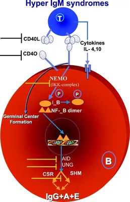 Cryo-electron microscopy of IgM-VAR2CSA complex reveals IgM inhibits  binding of Plasmodium falciparum to Chondroitin Sulfate A | Nature  Communications