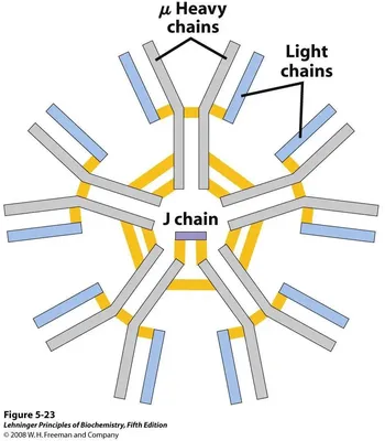 Schematic representation of the human IgM structure. IgM protein is... |  Download Scientific Diagram