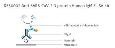 IgM+ and IgM– memory B cells represent heterogeneous populations capable of  producing class‐switched antibodies and germinal center B cells upon  rechallenge with P. yoelii - Brown - 2022 - Journal of Leukocyte