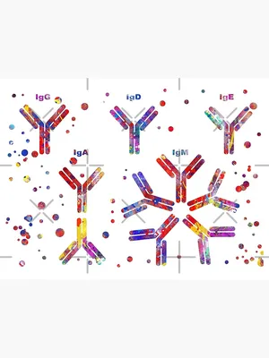 Clinical significance of the serum IgM and IgG to SARS‐CoV‐2 in coronavirus  disease‐2019 - Wu - 2021 - Journal of Clinical Laboratory Analysis - Wiley  Online Library