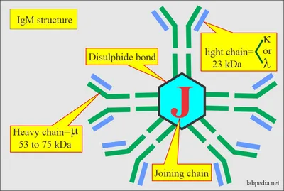 anti-Immunoglobulin M (IgM) secondary antibodies