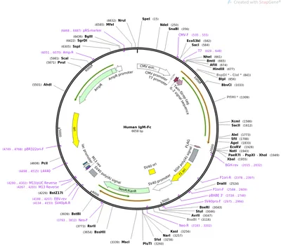 SARS-CoV-2 vaccination elicits unconventional IgM specific responses in  naïve and previously COVID-19-infected individuals - eBioMedicine