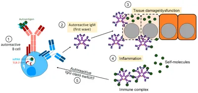 IgM Antibody FITC (RPab) - Bio SB