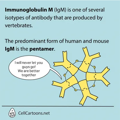 IgM Antibodies: Structure, Properties, and Functions • Microbe Online