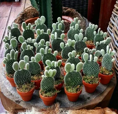 Кактус Cactus