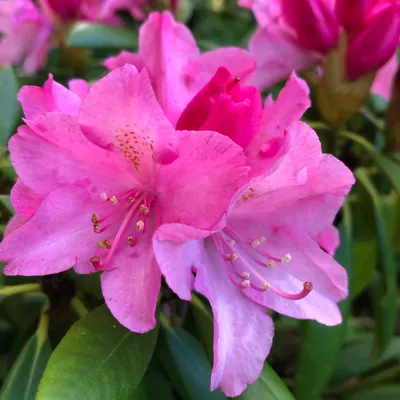 Rhododendron 'KALINKA' - Havlis.cz