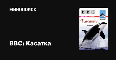 Касатка Разрывает Акулу! Вот на что Способны Самые Опасные Животные Океана  - YouTube