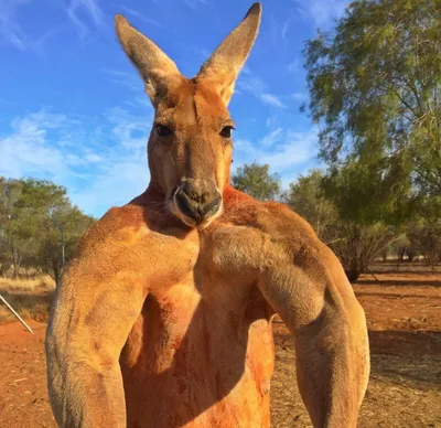 В Австралии умер \"самый мускулистый в мире\" кенгуру - Российская газета