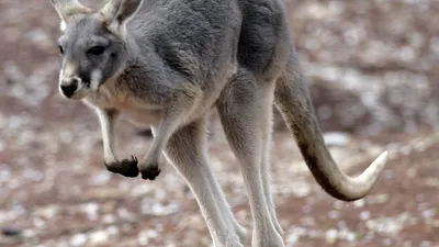 В Австралии сняли на видео драку самцов кенгуру - РИА Новости, 14.09.2020