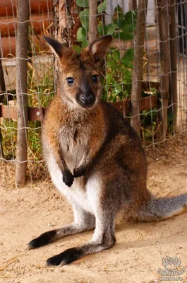 Рост популяции кенгуру - угроза Австралии | Euronews