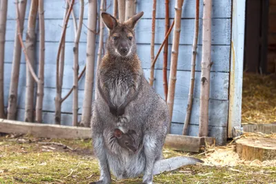 В Австралии умер мускулистый кенгуру Роджер, ставший мемом - BBC News  Русская служба
