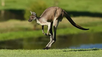 Правда ли, что слово «кенгуру» на языке аборигенов Австралии означает «я не  понимаю»? - Проверено.Медиа