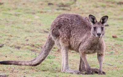 Агрессивный кенгуру в Австралии напал на людей и избил их - 15.10.2018,  Sputnik Беларусь