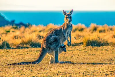 Мясо кенгуру и медузы: интересные факты об Австралии - Travel