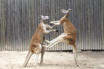В австралийском заповеднике спасают осиротевших кенгуру: фото, видео
