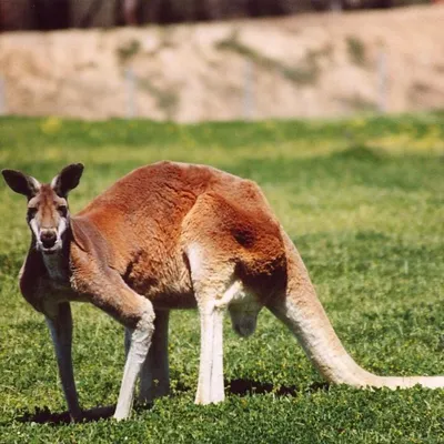 Показано, что кенгуру могут «общаться» с людьми