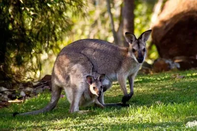 Биологи классифицировали кенгуру как пятиногих животных | Югополис