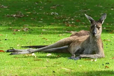 Bemutatkozik Cody, a Bennett-kenguru! / Introducing Cody the Wallaby -  YouTube