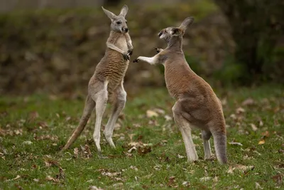 В Австралии произошел забавный случай из кенгуру у посольства РФ