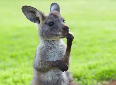Турист в зоопарке схватил кенгуру за горло после того, как тот его пнул и  поцарапал | Туристические новости от Турпрома