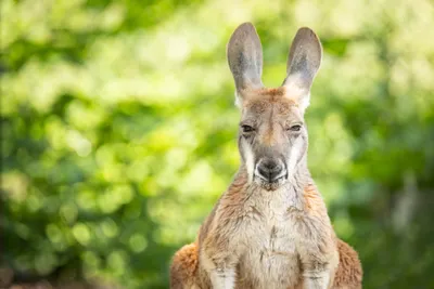 Домашний кенгуру убил человека в Австралии