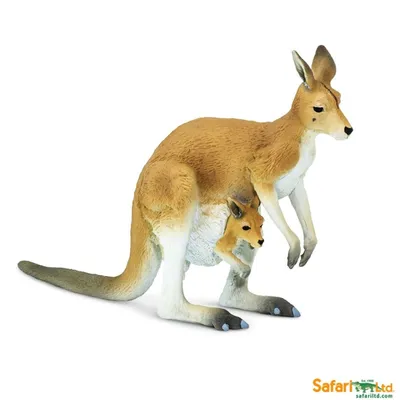 Сколько стоит кенгуру и стоит ли его покупать: все, что вы хотели знать об  этих удивительных существах | Man Factor | Дзен