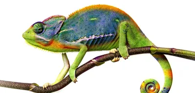 Йеменский хамелеон Chameleon calyptatus, 3,5 месяца, Самец