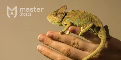Хамелеон Меллера | chameleonworld