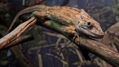 Chameleon calyptatus (Йеменский хамелеон) — Блог Планета Экзотики
