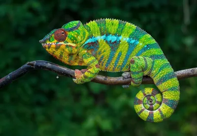 Как хамелеон меняет цвет и почему? Наталья Носова - YouTube