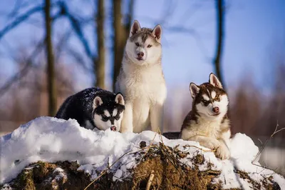 Сибирский хаски: описание 🐕 породы, характер, фото