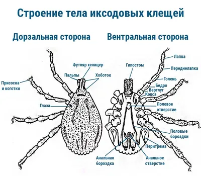 Дикие ролики «собирателей клещей» будоражат соцсети