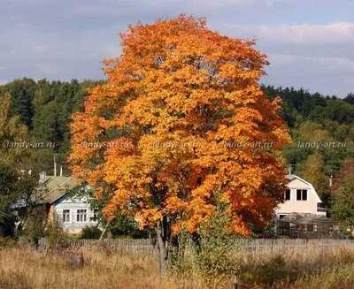 Клен красный (Acer rubrum ) - купить в интернет-магазине по лучшей цене с  доставкой или самовывозом