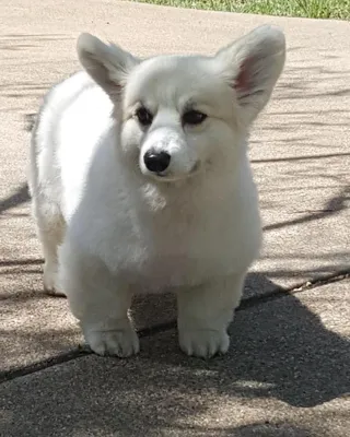 Вельш корги: пемброк и кардиган | Corgi, Corgi pembroke, Pembroke welsh  corgi